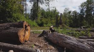 Best Seasonal Cleanup (Spring/Fall)  in Austin, TX