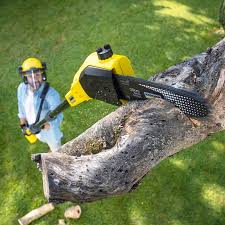 Best Arborist Consultation Services  in Austin, TX