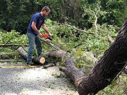  Austin, TX Tree Care Pros