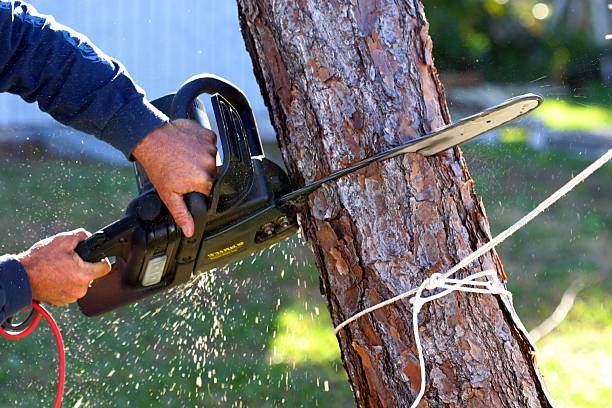 Best Lawn Pest Prevention  in Austin, TX