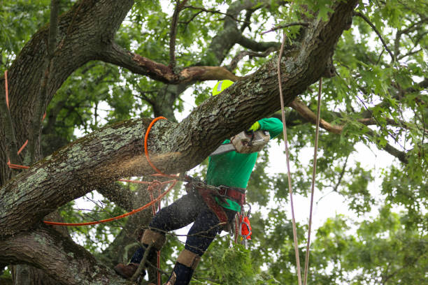 Best Lawn Watering Services  in Austin, TX