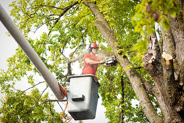 Best Palm Tree Trimming  in Austin, TX