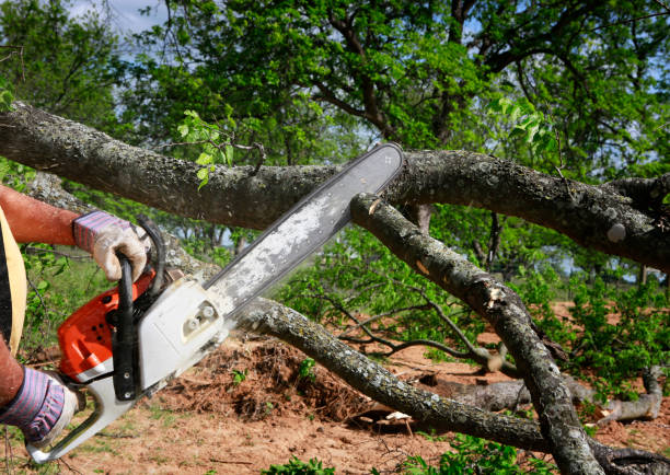 Best Commercial Tree Services  in Austin, TX