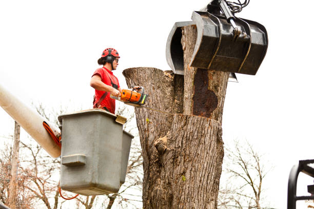 Best Aeration Services  in Austin, TX